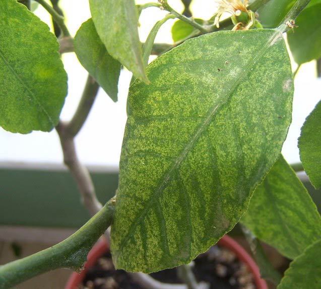 хлороз мандарина. хлороз цитрусовых. лимона не хватает. лимона не хватает. хлороз лимона мейера.